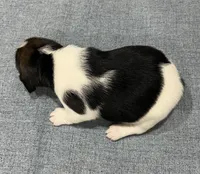 MIA❤️, a female Beagle for sale in Gaffney, SC – Photo 8 of 9