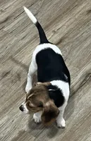 MIA🩷, a female Beagle for sale in Gaffney, SC – 5 of 8