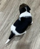 MIA🩷, a female Beagle for sale in Gaffney, SC – Photo 6 of 9