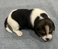 MIA❤️, a female Beagle for sale in Gaffney, SC – Photo 3 of 9