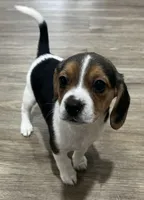 MIA🩷, a female Beagle for sale in Gaffney, SC – Photo 2 of 9