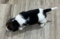 MIA🩷, a female Beagle for sale in Gaffney, SC – Photo 5 of 9