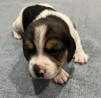 MIA❤️, a female Beagle for sale in Gaffney, SC – Photo 4 of 9