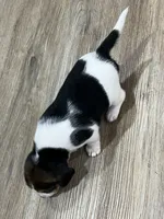 MIA🩷, a female Beagle for sale in Gaffney, SC – Photo 7 of 9