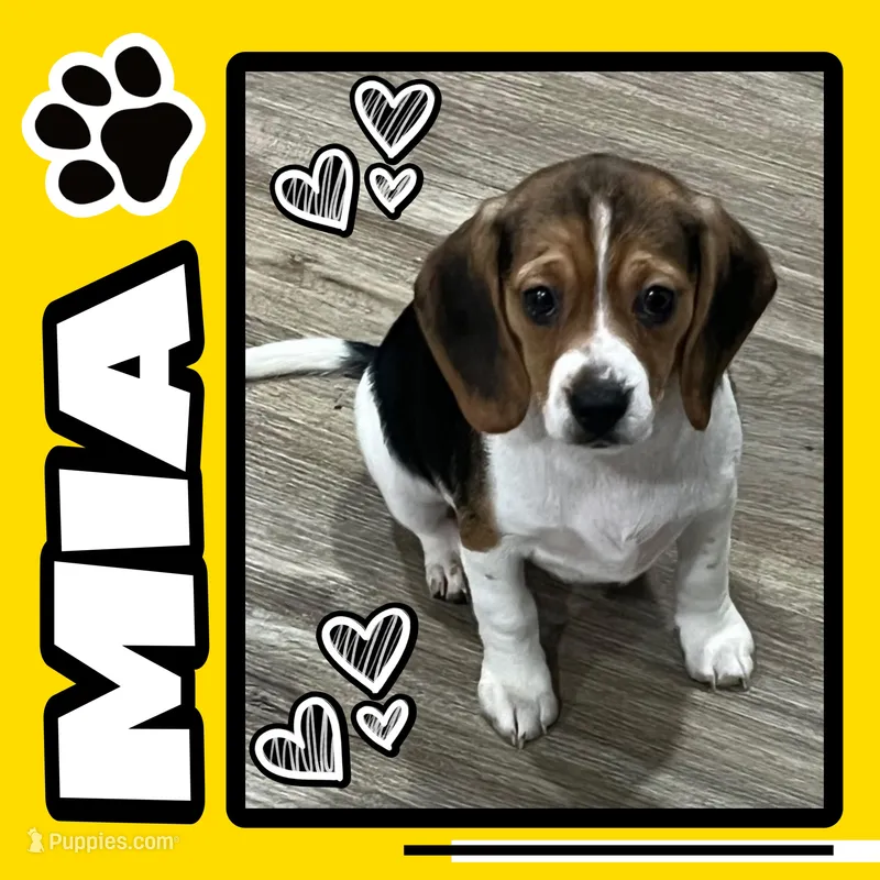 MIA🩷 – Beagle puppy for sale in Gaffney, SC