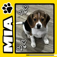 MIA🩷, a female Beagle for sale in Gaffney, SC – 1 of 8