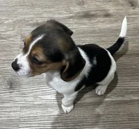 MIA🩷, a female Beagle for sale in Gaffney, SC – Photo 3 of 9