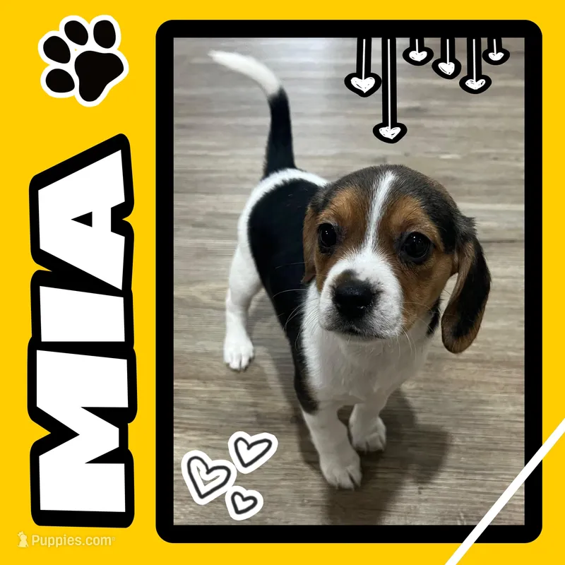 MIA🩷 – Beagle puppy for sale in Gaffney, SC