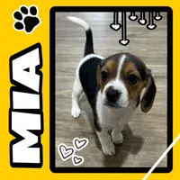 MIA🩷, a female Beagle for sale in Gaffney, SC – Photo 1 of 9