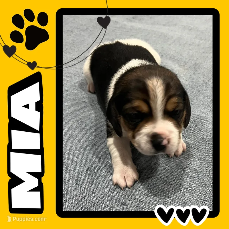 MIA❤️, a female Beagle for sale in Gaffney, SC – Photo 1 of 9