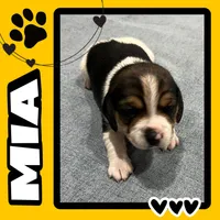 MIA❤️, a female Beagle for sale in Gaffney, SC – Photo 1 of 9