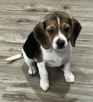 MIA🩷, a female Beagle for sale in Gaffney, SC – 3 of 8
