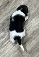 MIA🩷, a female Beagle for sale in Gaffney, SC – Photo 8 of 9