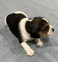 MIA❤️, a female Beagle for sale in Gaffney, SC – Photo 7 of 9