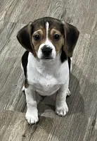 MIA🩷, a female Beagle for sale in Gaffney, SC – 4 of 8