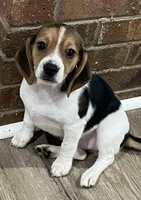 MIA🩷, a female Beagle for sale in Gaffney, SC – 2 of 8