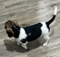 MIA🩷, a female Beagle for sale in Gaffney, SC – 7 of 8