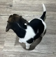 MIA🩷, a female Beagle for sale in Gaffney, SC – Photo 4 of 9