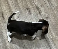 MAYA🩷, a female Beagle for sale in Gaffney, SC – 6 of 10