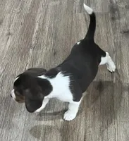 MAYA🩷, a female Beagle for sale in Gaffney, SC – Photo 5 of 10