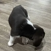 MAYA🩷, a female Beagle for sale in Gaffney, SC – Photo 7 of 10