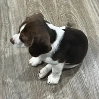 MAYA🩷, a female Beagle for sale in Gaffney, SC – 3 of 10