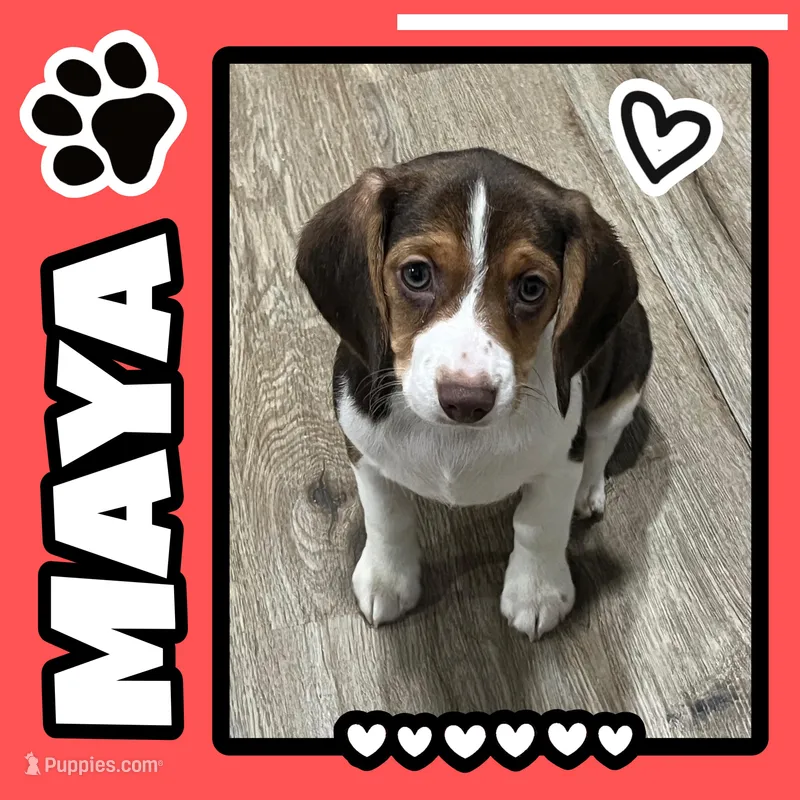 MAYA🩷 – Beagle puppy for sale in Gaffney, SC