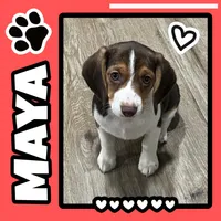 MAYA🩷, a female Beagle for sale in Gaffney, SC – 1 of 10