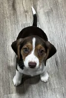 MAYA🩷, a female Beagle for sale in Gaffney, SC – 8 of 10