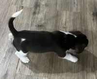 MAYA🩷, a female Beagle for sale in Gaffney, SC – Photo 6 of 10