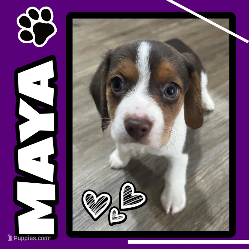 MAYA🩷 – Beagle puppy for sale in Gaffney, SC