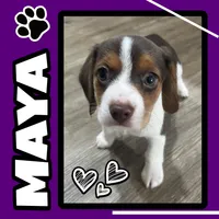 MAYA🩷, a female Beagle for sale in Gaffney, SC – Photo 1 of 10