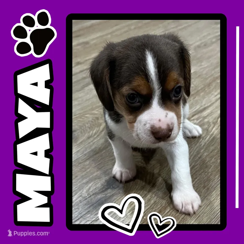 MAYA🩷 – Beagle puppy for sale in Gaffney, SC
