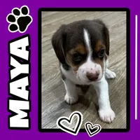 MAYA🩷, a female Beagle for sale in Gaffney, SC – Photo 1 of 8