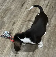 MAYA🩷, a female Beagle for sale in Gaffney, SC – 5 of 10