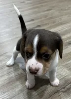 MAYA🩷, a female Beagle for sale in Gaffney, SC – Photo 3 of 8