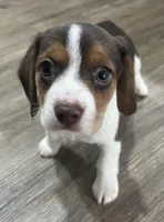 MAYA🩷, a female Beagle for sale in Gaffney, SC – Photo 2 of 10