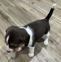 MAYA🩷, a female Beagle for sale in Gaffney, SC – Photo 5 of 8