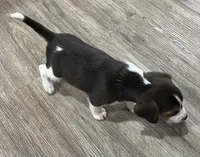 MAYA🩷, a female Beagle for sale in Gaffney, SC – Photo 9 of 10