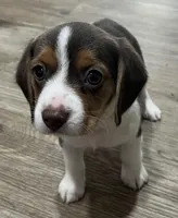 MAYA🩷, a female Beagle for sale in Gaffney, SC – Photo 3 of 10