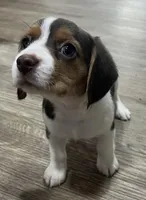 MAYA🩷, a female Beagle for sale in Gaffney, SC – Photo 4 of 10