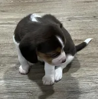 MAYA🩷, a female Beagle for sale in Gaffney, SC – Photo 4 of 8