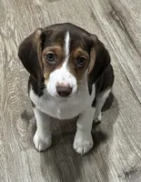 MAYA🩷, a female Beagle for sale in Gaffney, SC – 2 of 10