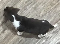 MAYA🩷, a female Beagle for sale in Gaffney, SC – Photo 8 of 10