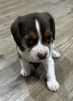 MAYA🩷, a female Beagle for sale in Gaffney, SC – Photo 2 of 8