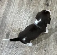 MAYA🩷, a female Beagle for sale in Gaffney, SC – Photo 7 of 8