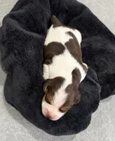 APRIL💜, a female Beagle for sale in Gaffney, SC – 4 of 10