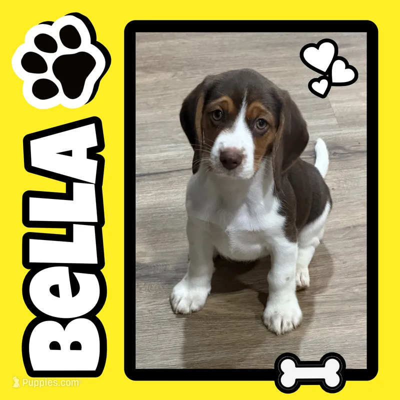 Bella – Beagle puppy for sale in Gaffney, SC