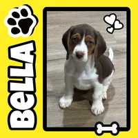 Bella, a female Beagle for sale in Gaffney, SC – 1 of 10