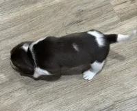 BELLA🩷, a female Beagle for sale in Gaffney, SC – 9 of 9